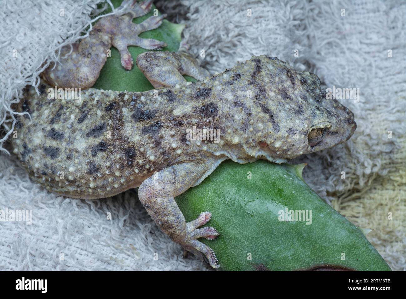 Common house lizard hires stock photography and images Alamy