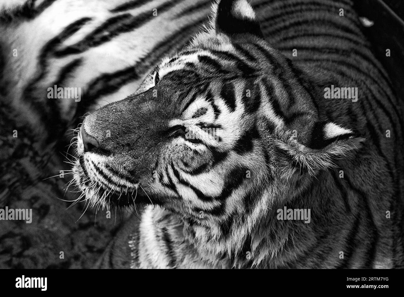 Photo Tiger (Latin Panthera tigris ) kind of predatory mammals felines, one of four members