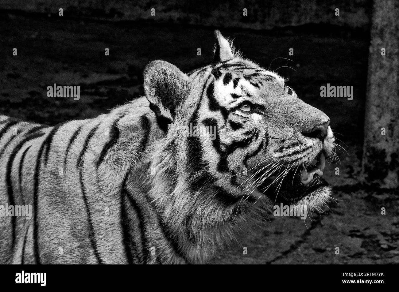 Photo Tiger (Latin Panthera tigris ) kind of predatory mammals felines, one of four members