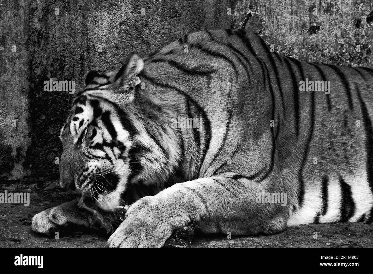 Photo Tiger (Latin Panthera tigris ) kind of predatory mammals felines, one of four members