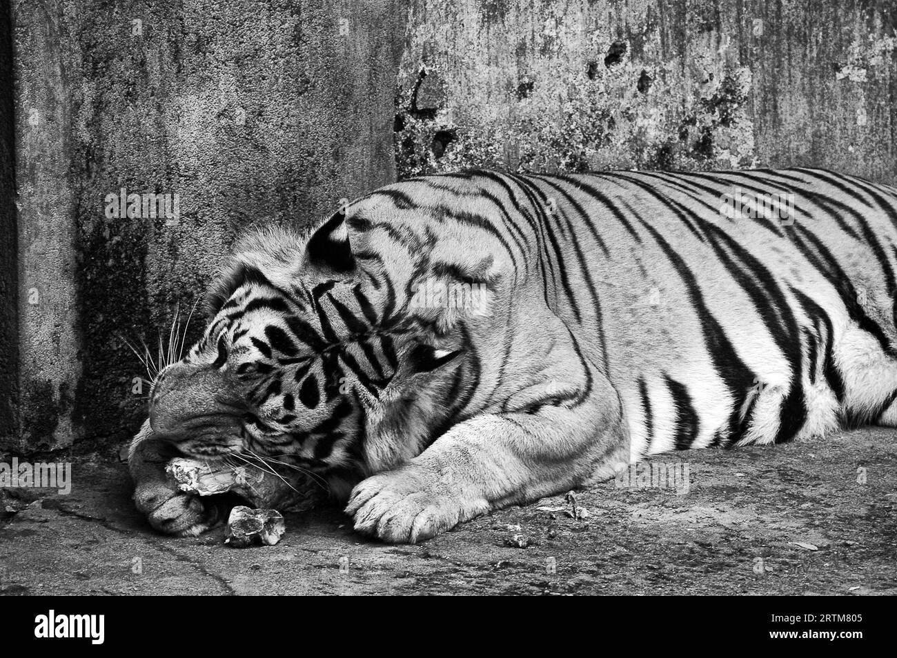 Photo Tiger (Latin Panthera tigris ) kind of predatory mammals felines, one of four members
