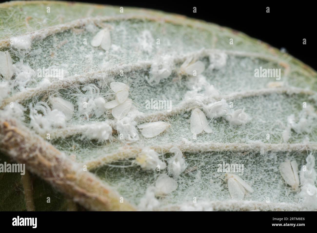 patches of tiny trialeurodes vaporariorum on leaf Stock Photo