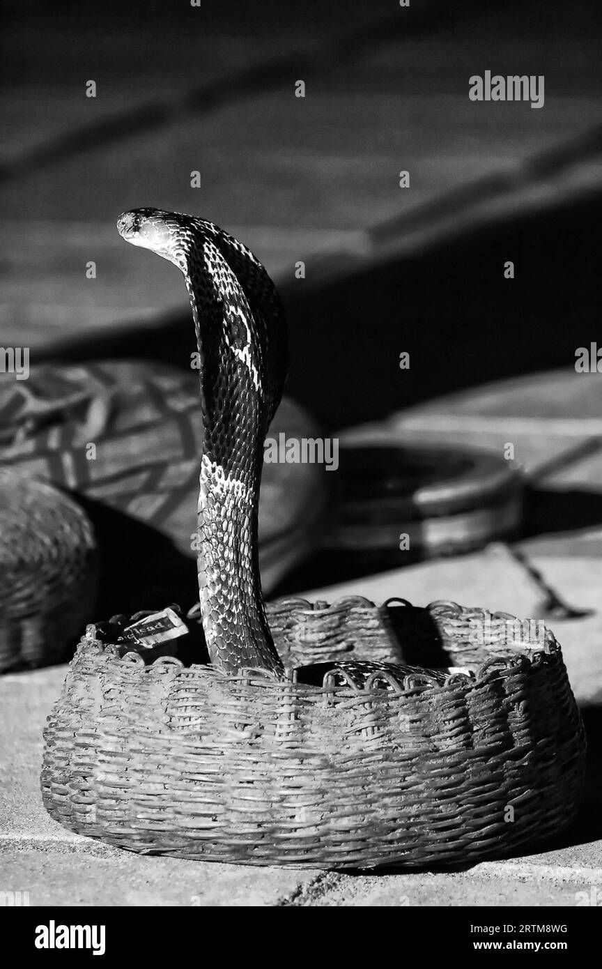 Photo cobra,snakes Stock Photo