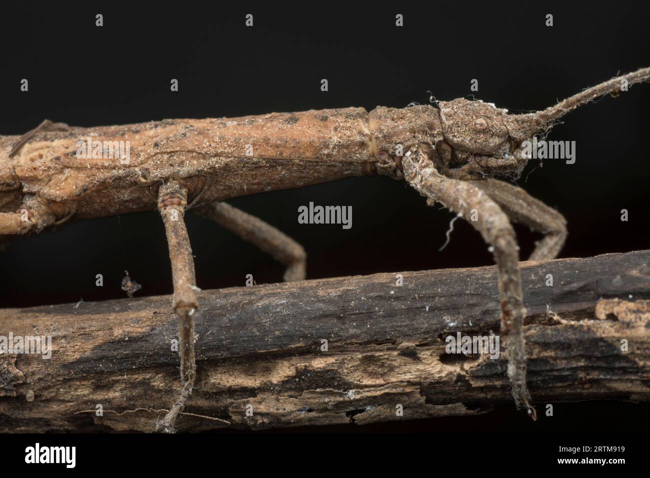 closeup shot of the brown walking stick bug Stock Photo Alamy
