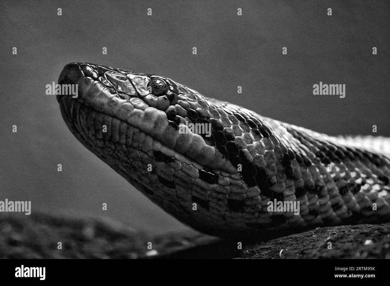 BoA, reptiles, snakes,boa (Latin Boa) - innocuous snake subfamily boas Stock Photo