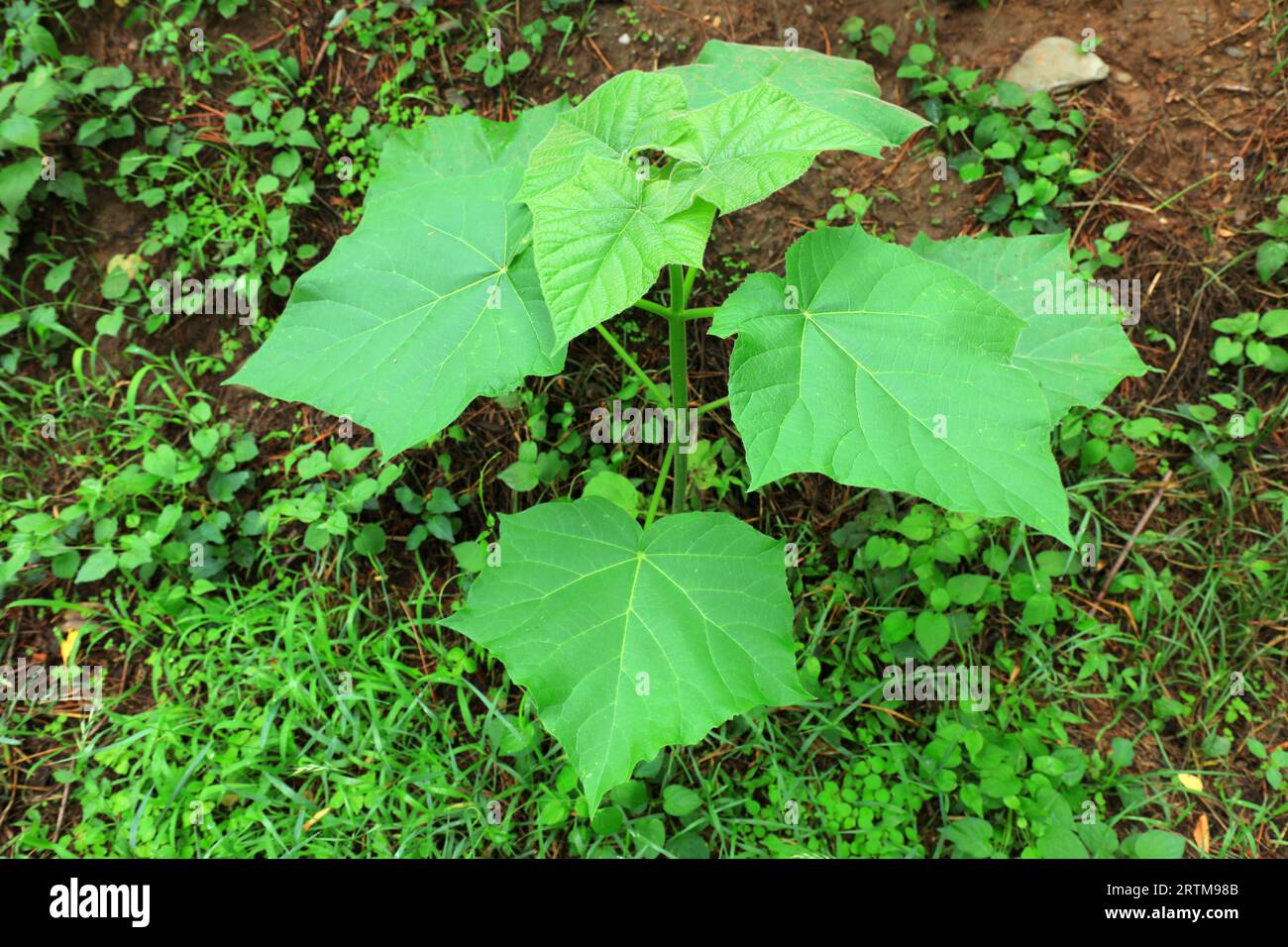 paulownia-plants-in-beijing-botanical-garden-stock-photo-alamy