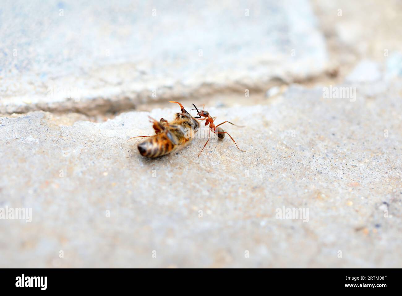 Ants carry dead bees on the ground Stock Photo Alamy