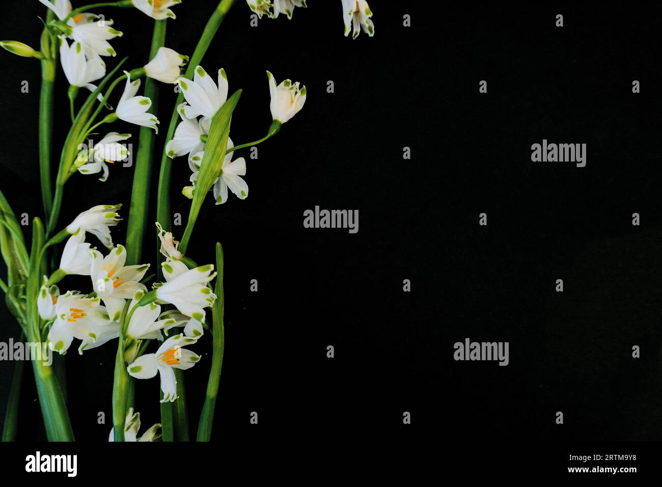 Flat Lay, postcard for death, funeral. White snowdrop flowers on black background Stock Photo