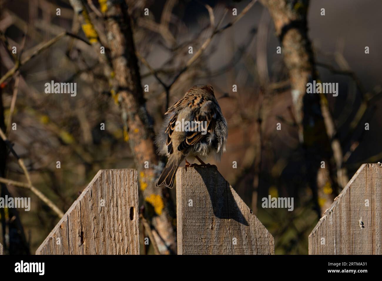 Passer domesticus Family Passeridae Genus Passer House sparrow wild nature bird photography, picture, wallpaper Stock Photo