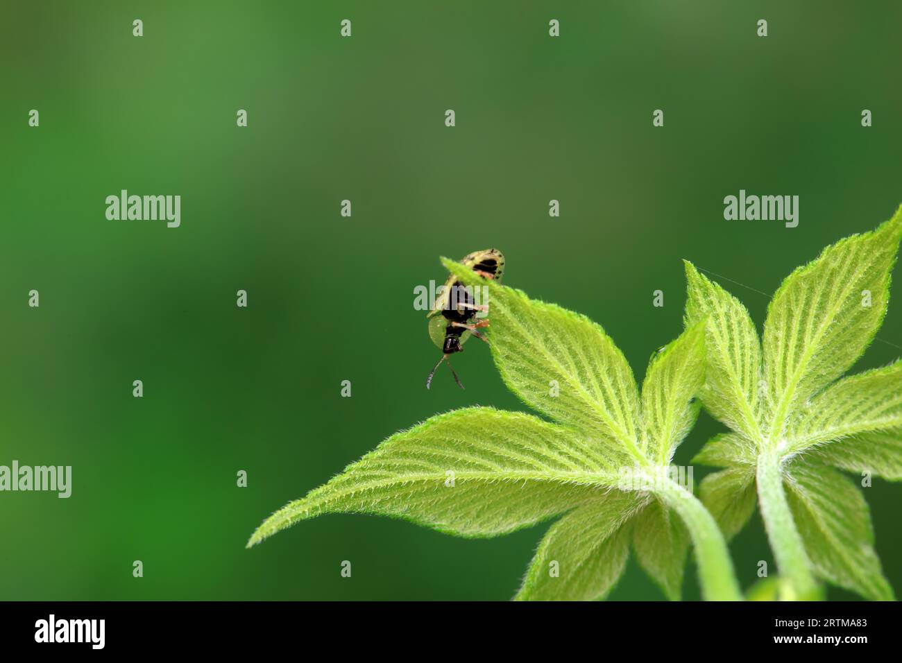 Hispidae family insect crawl on plants, North China Stock Photo - Alamy