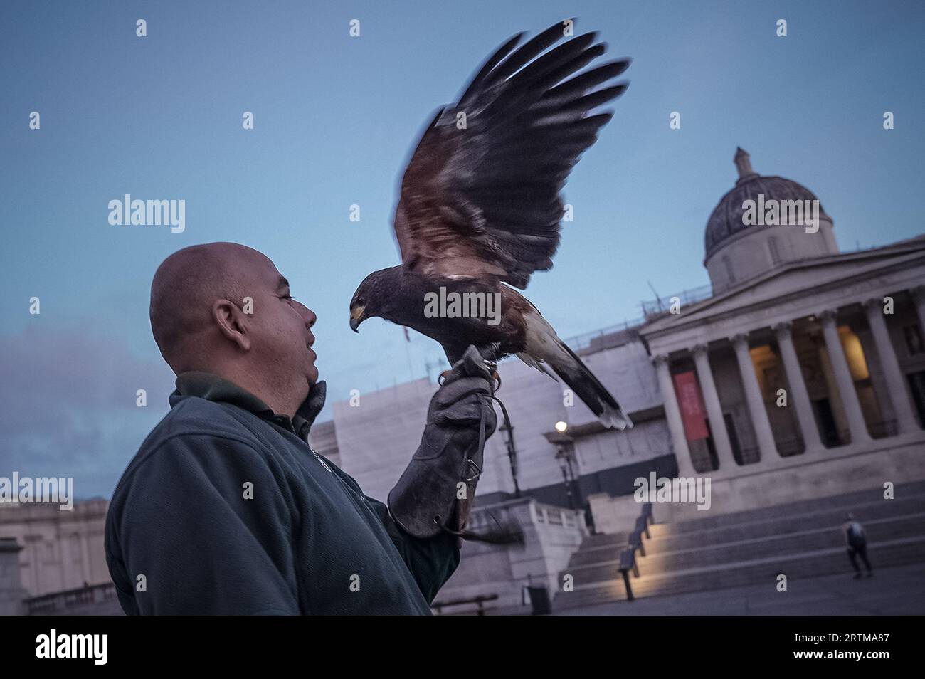 London, UK. 14th September 2023. Fabio and his Harris Hawk patrol Trafalgar Square from 6am on Thursday morning to help keep control of pigeons in the Square. The Hawk patrols have effectively controlled the transient pigeon population down from 5,000 to 1000 birds. Credit: Guy Corbishley/Alamy Live News Stock Photo