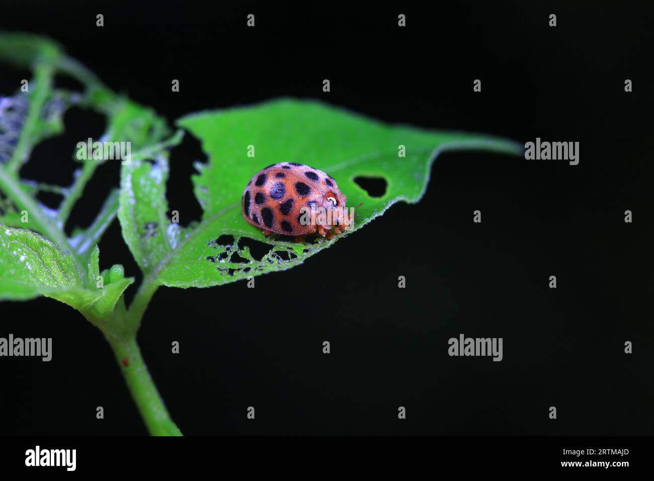 Ladybugs on wild plants, North China Stock Photo - Alamy