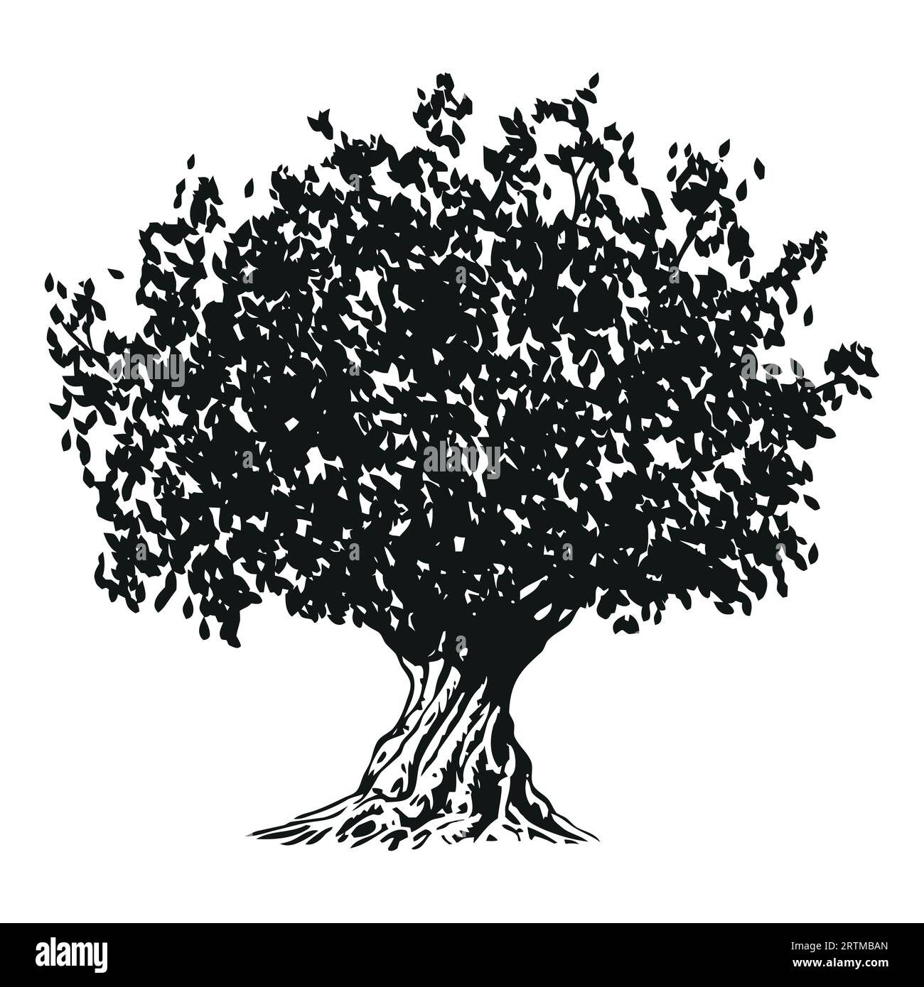 olive tree black and white drawing illustration Stock Vector Image