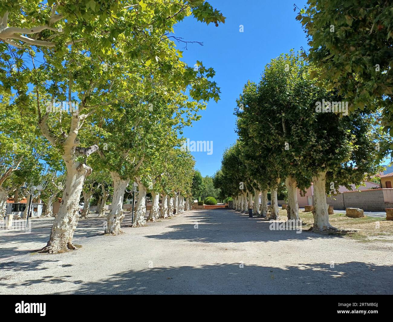 A scenic residential street with a tree-lined pathway and driveway in ...