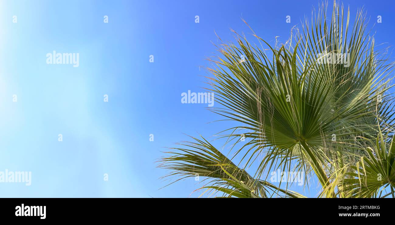 Exotic palm tree and blue sky background with bright sunlight, copy space. Summer vacation and nature travel adventure concept. Stock Photo