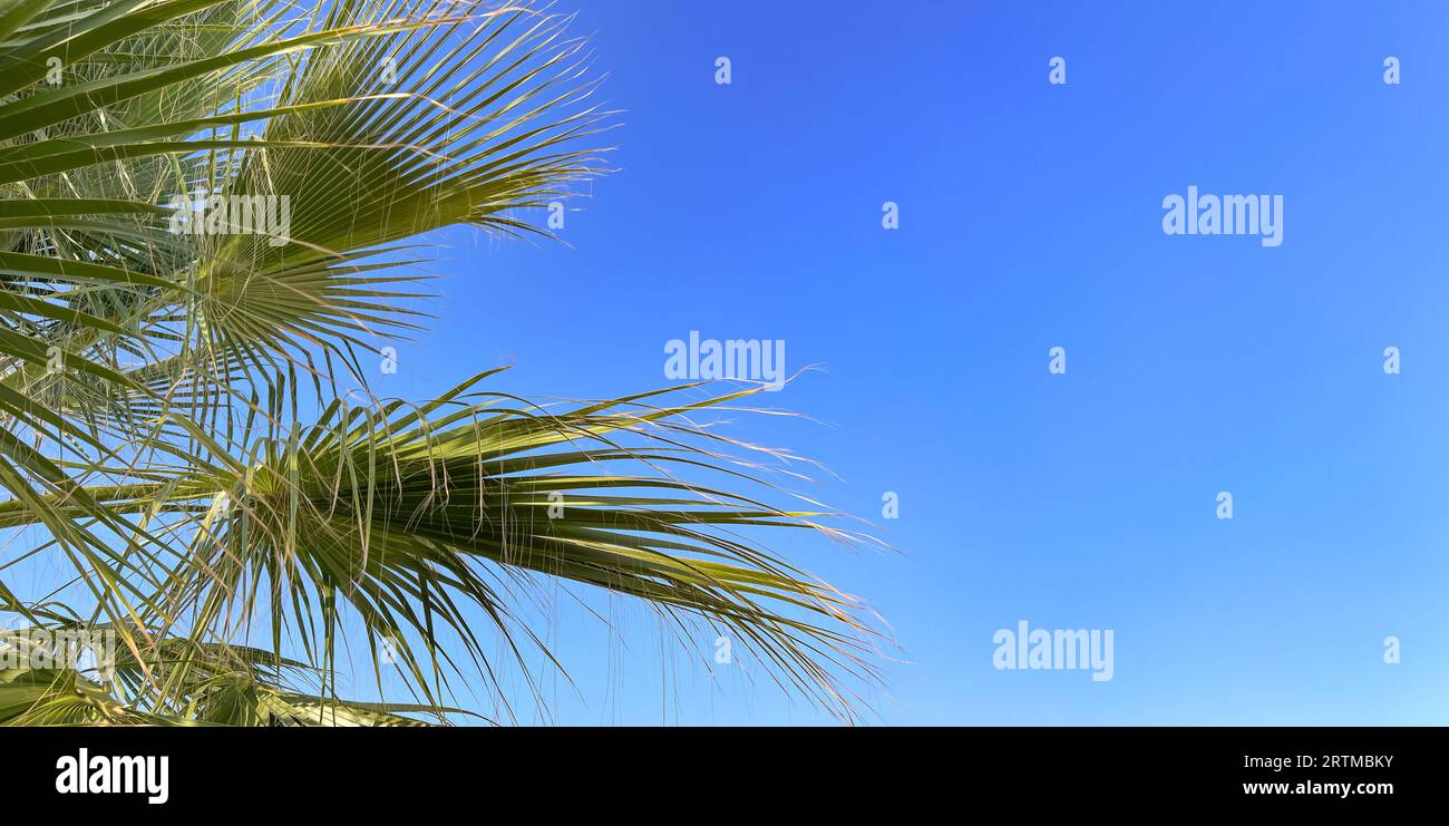 Tropical palm tree on bright sky background with copy space. Summer vacation and exotic nature travel adventure concept. Stock Photo