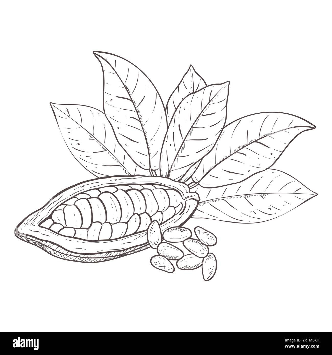 Vector illustration set of cocoa leaves and opened raw unpeeled bean