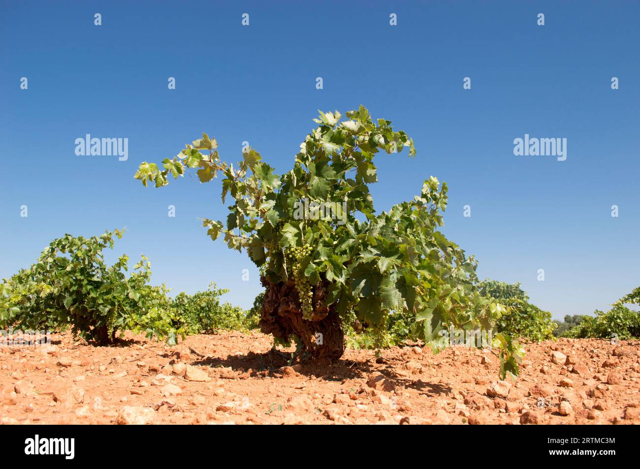 Cepa, parra de uva blanca en viñedo mediterráneo Stock Photo