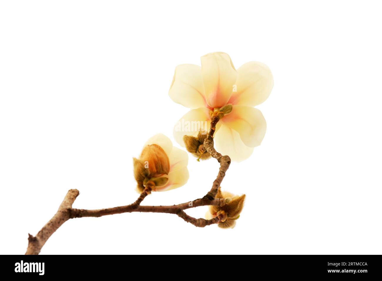 Magnolia flower in a white background Stock Photo - Alamy