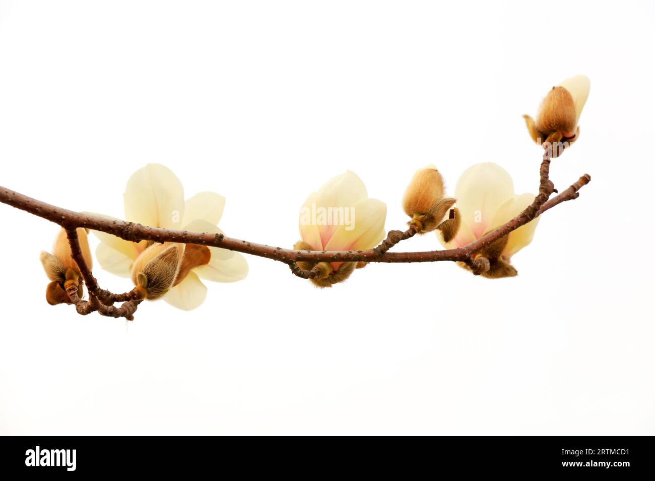 Magnolia flower in a white background Stock Photo