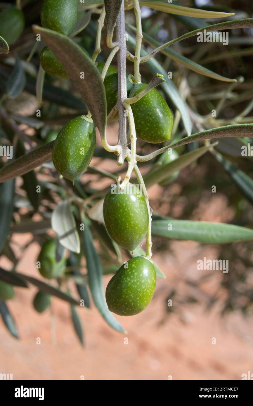 Racimo de aceitunas fuente de aceite de oliva virgen extra Stock Photo