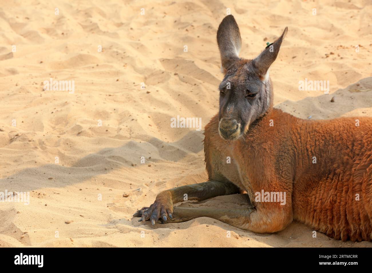 Kangaroo resting in the sand Park of China Stock Photo - Alamy