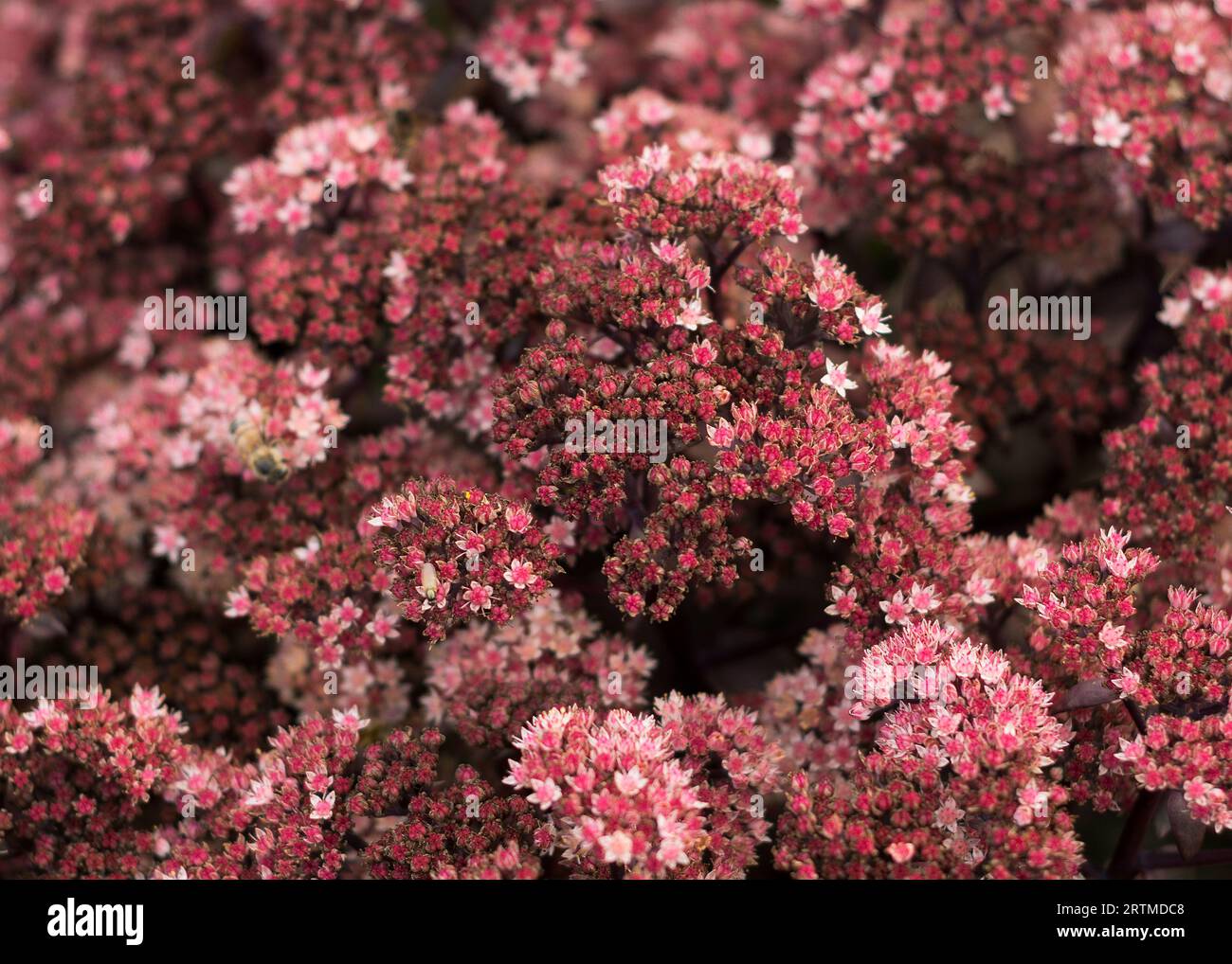 Maroon bloom of Sedum on a summer day. Close-up, selective focus, part of the image out of focus 2 Stock Photo