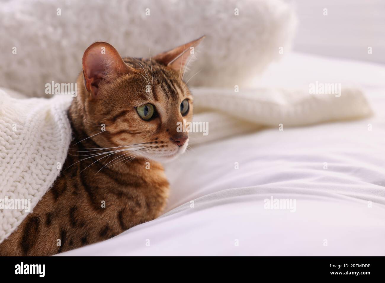 Cute Bengal cat lying on bed at home, closeup and space for text ...