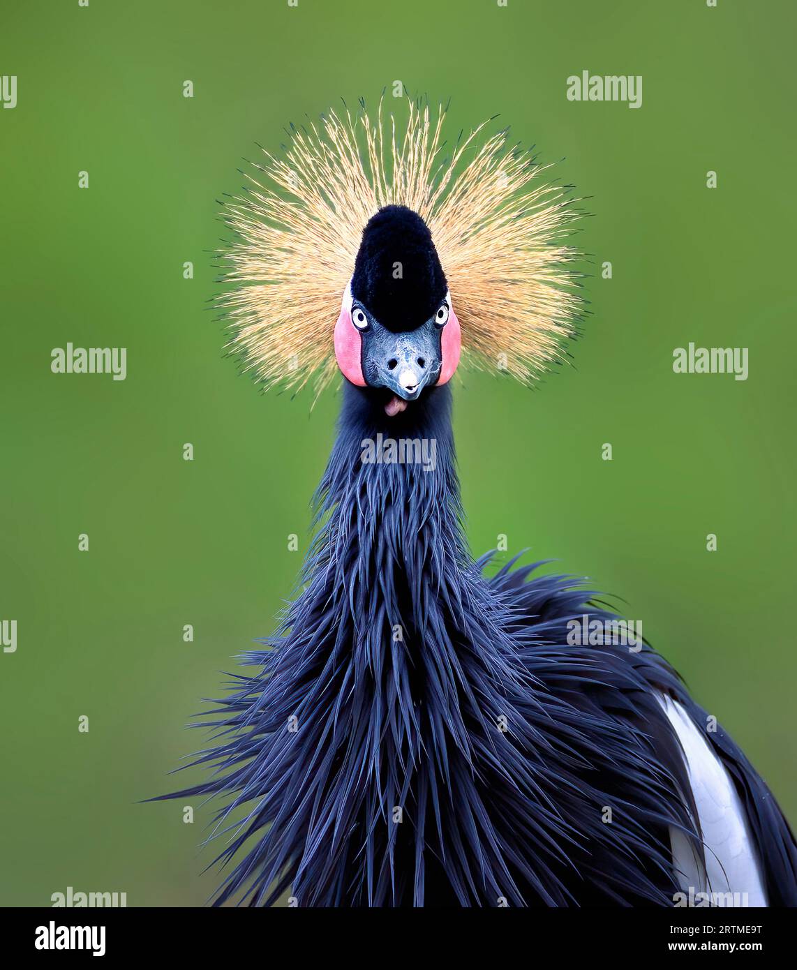 Balearica regulorum or the Grey-crowned Crane and his amazing handsome and handsome look, the best photo. Stock Photo