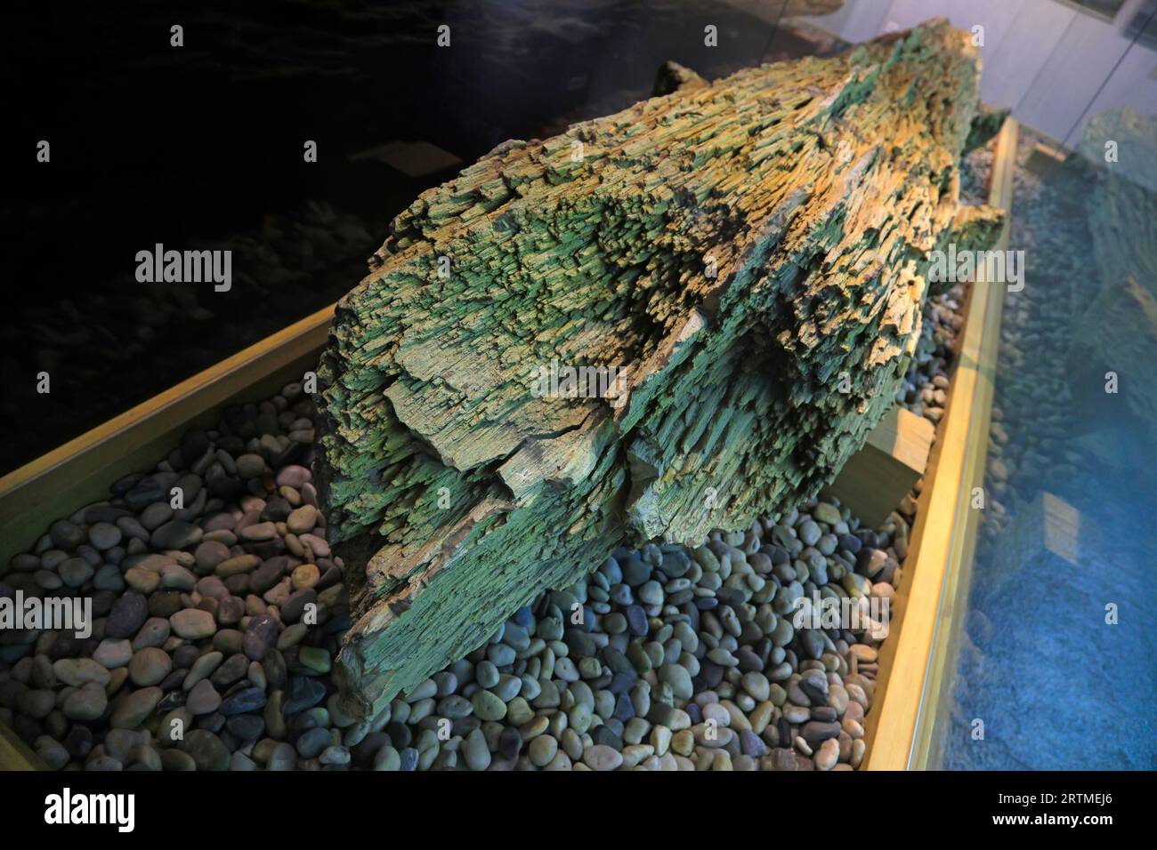 Ancient Chinese plant fossils are in an exhibition hall Stock Photo - Alamy
