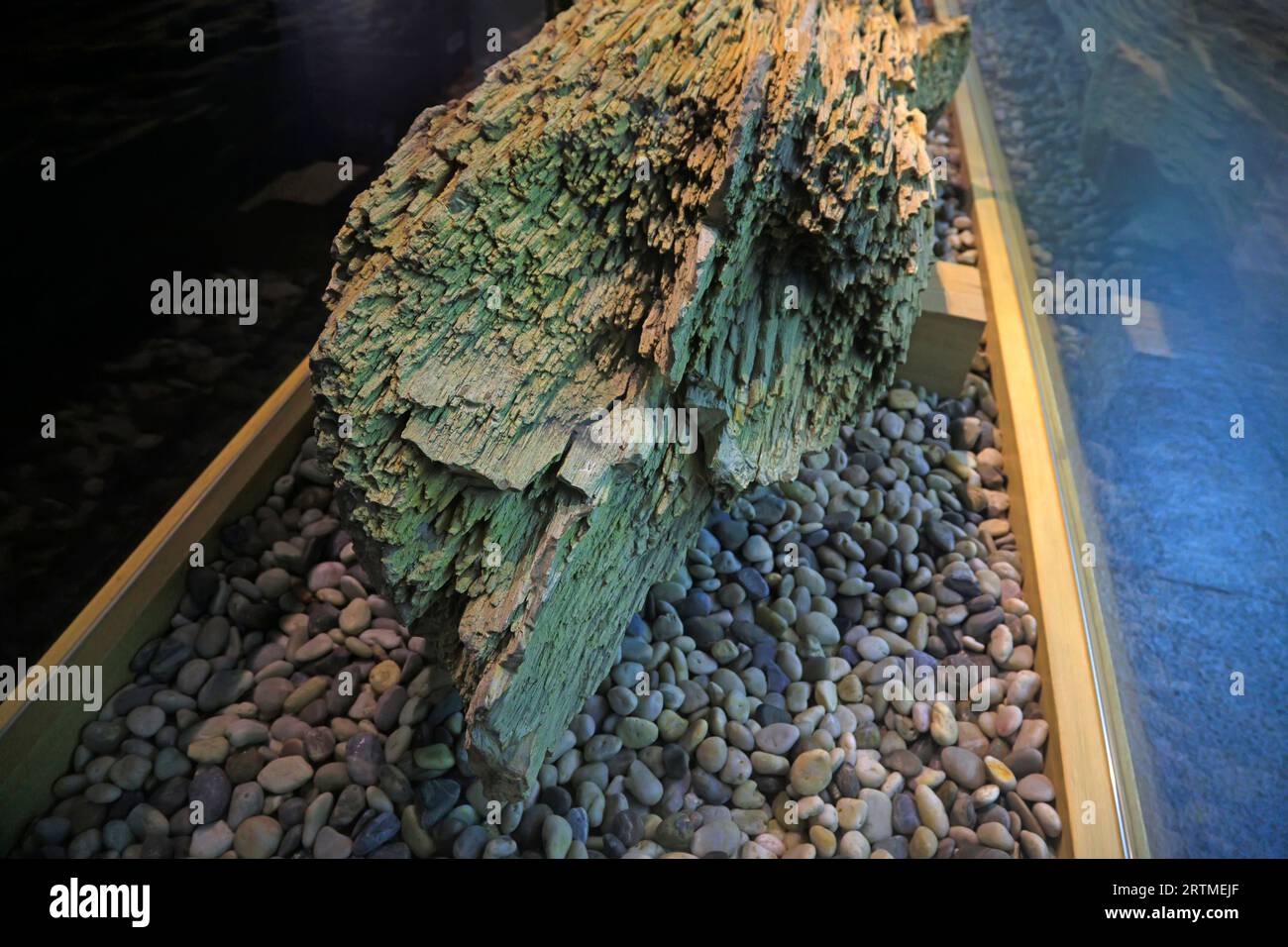 Ancient Chinese plant fossils are in an exhibition hall Stock Photo - Alamy