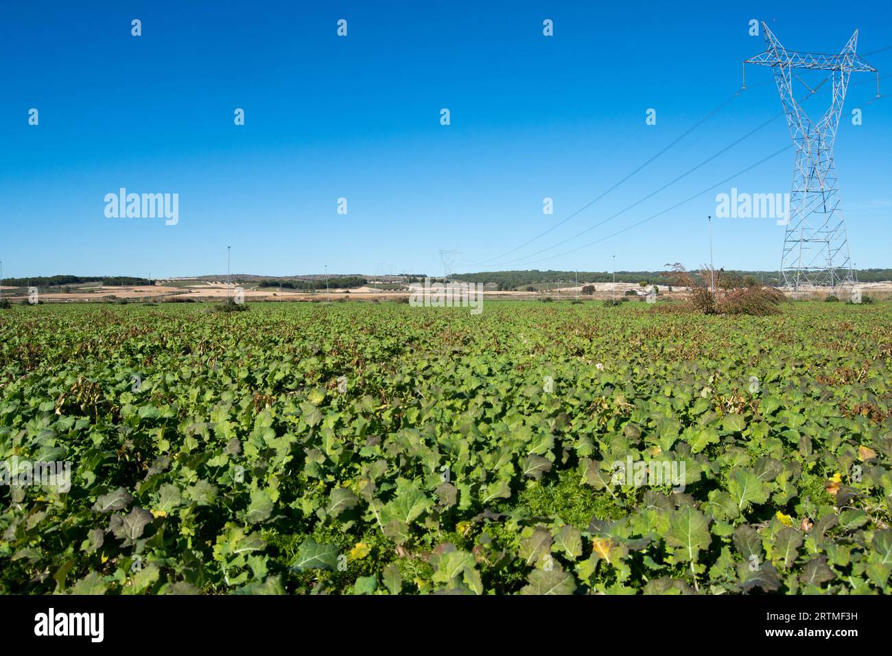 Campo de cultivo de soja Stock Photo
