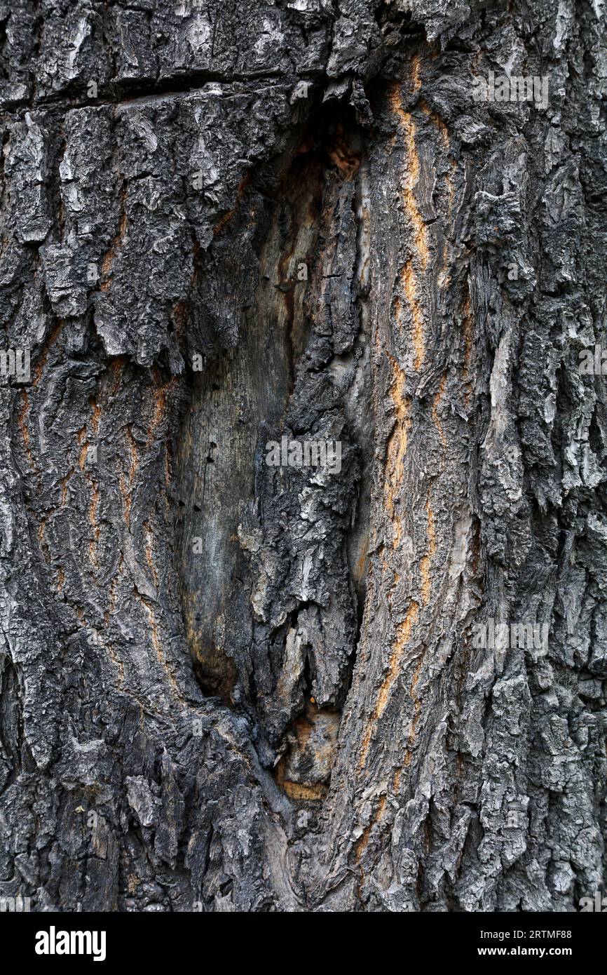 The bark texture of the old Sophora tree Stock Photo