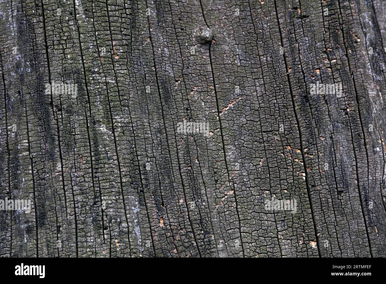 The bark texture of the old Sophora tree Stock Photo