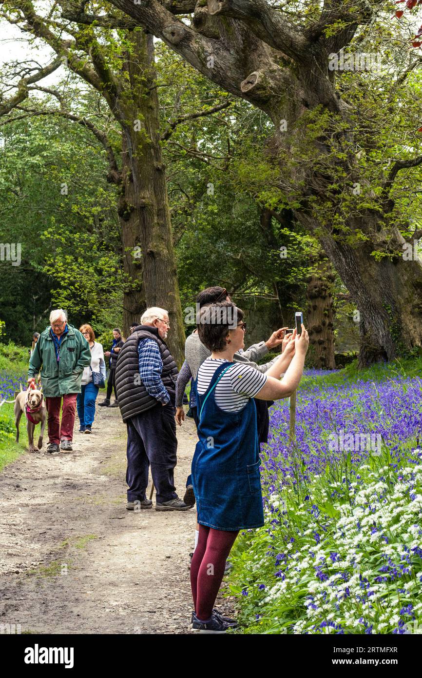 People visiting the Annual Bluebll Festival at the historic Enys Gardens in Penryn in Cornwall in the UK. Stock Photo