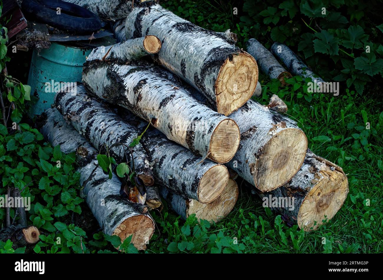 Birch firewood lies in the garden, in summer Stock Photo