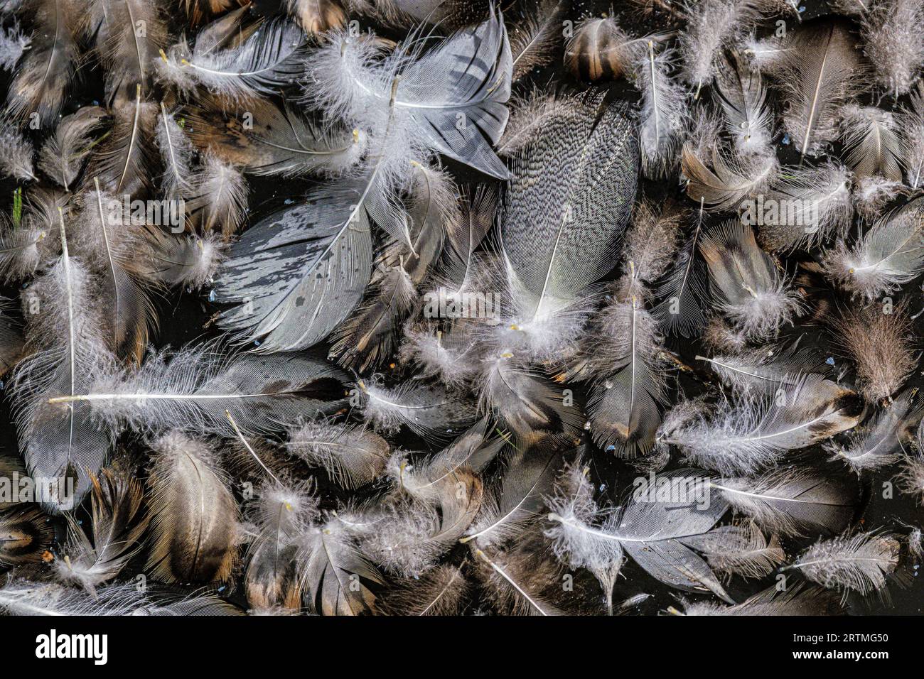 A closeup Close up view of various wild bird feathers floating on the surface of a lake in Newquay in Cornwall in the UK. Stock Photo