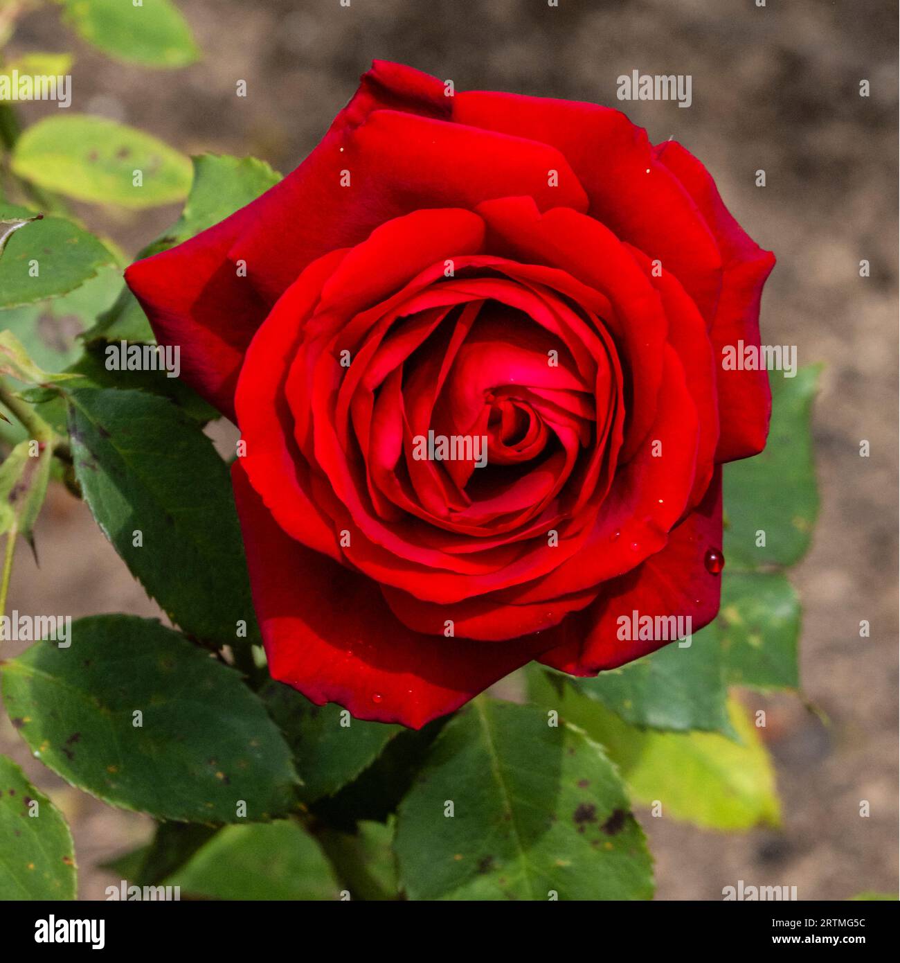 Royal William Rose growing in a garden in Newquay in Cornwall in the UK ...