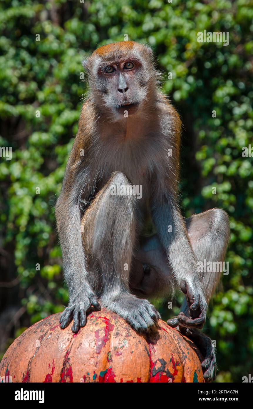 Portrait of a monkey (macaque), who sits and stares into the camera. Stock Photo