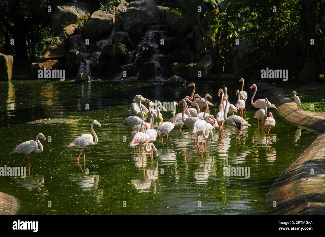 A flock of pink flamingos standing in the water resting. Stock Photo