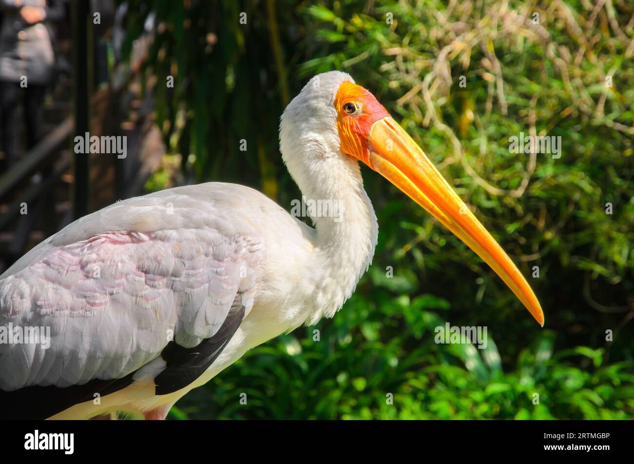 Yellow-billed stork (Mycteria ibis (latin)) Stock Photo