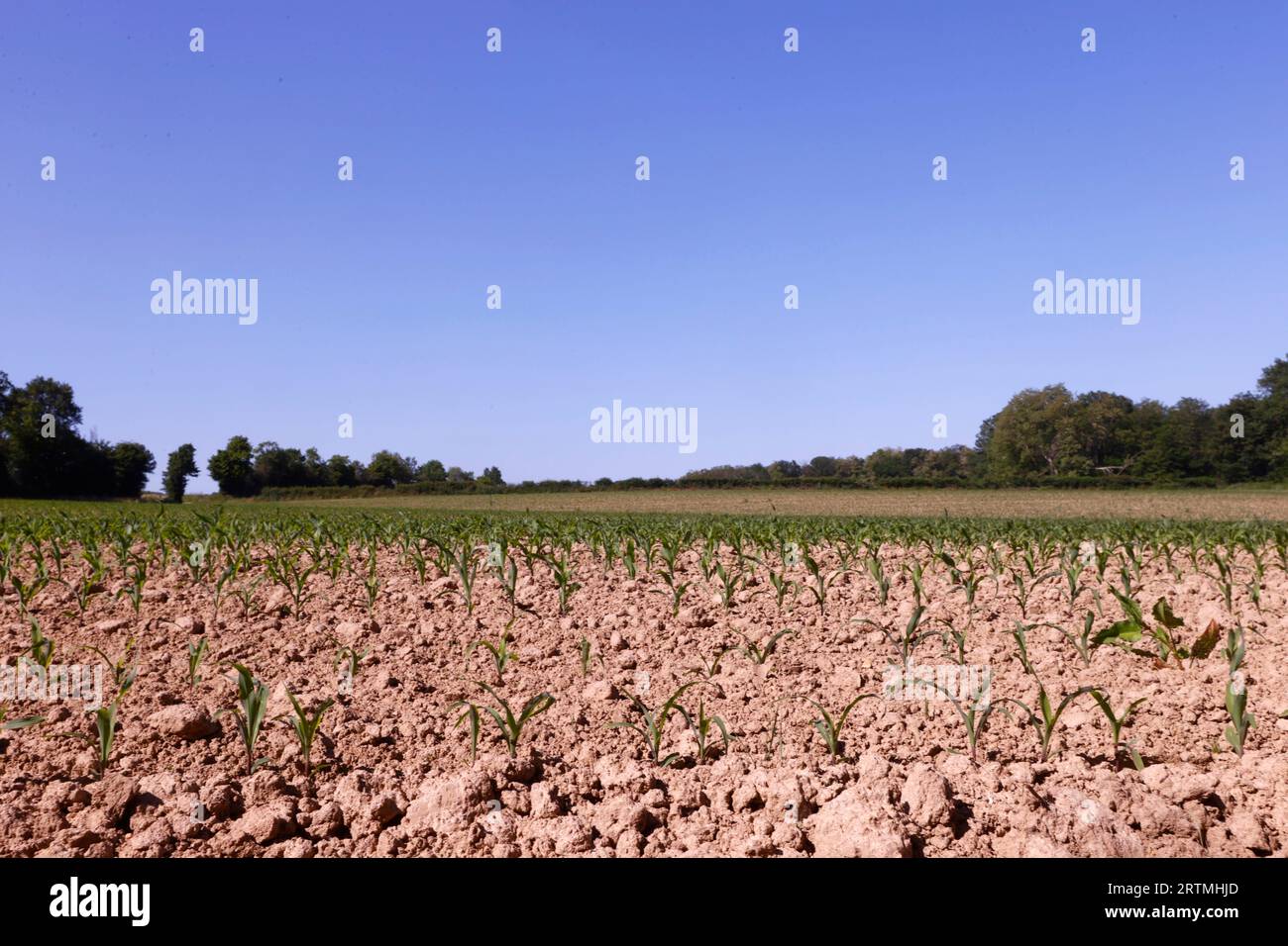 Young corn field. Cultivated plants and agriculture. Global warming. Stock Photo