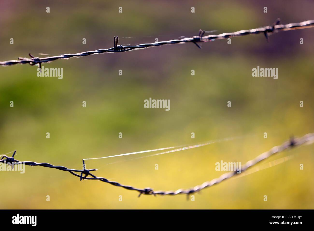 Barbed wire fence in a field. Agriculture and farming Stock Photo Alamy