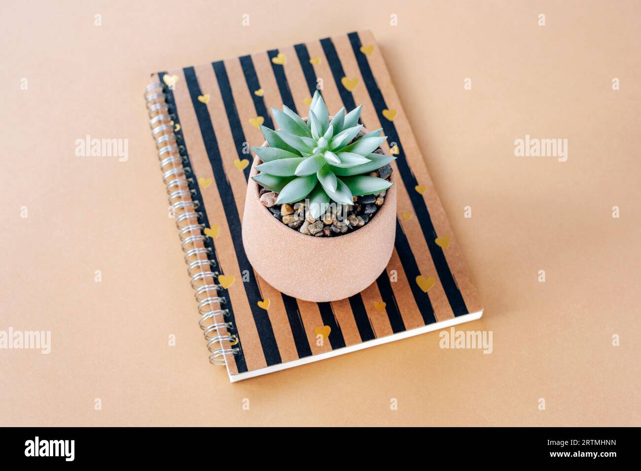 Notepad and succulent on a table. Minimal composition. Top view. Stock Photo