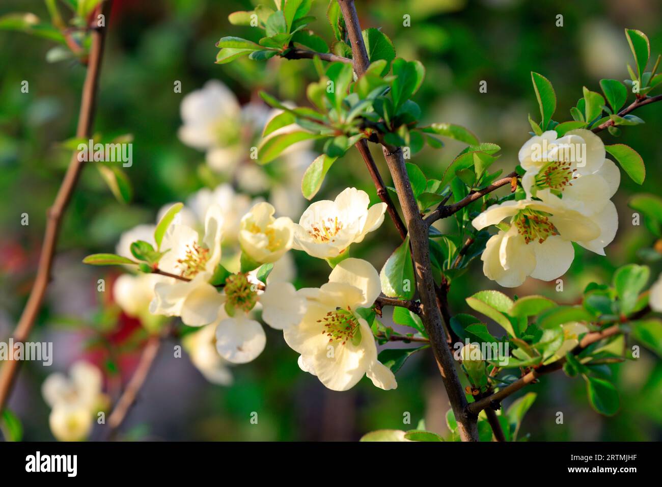 Flowering Begonia flowers bloom in a botanical garden, North China Stock Photo