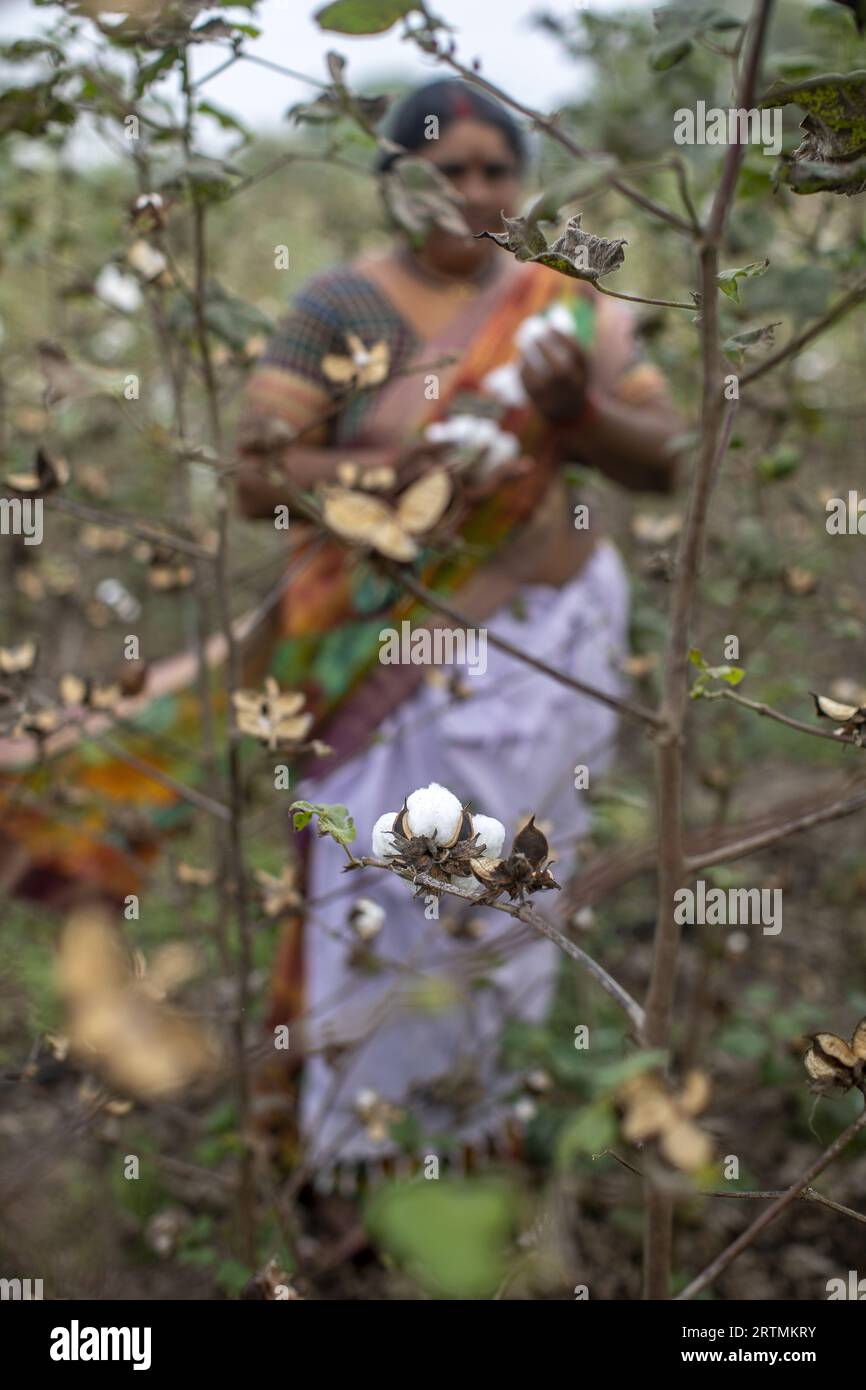 Woman picking cotton in Babra, Maharashtra, India Stock Photo