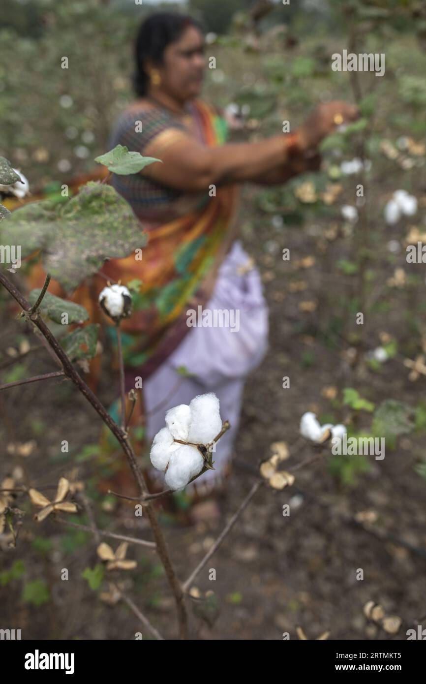 Cotton picking india hi-res stock photography and images - Alamy
