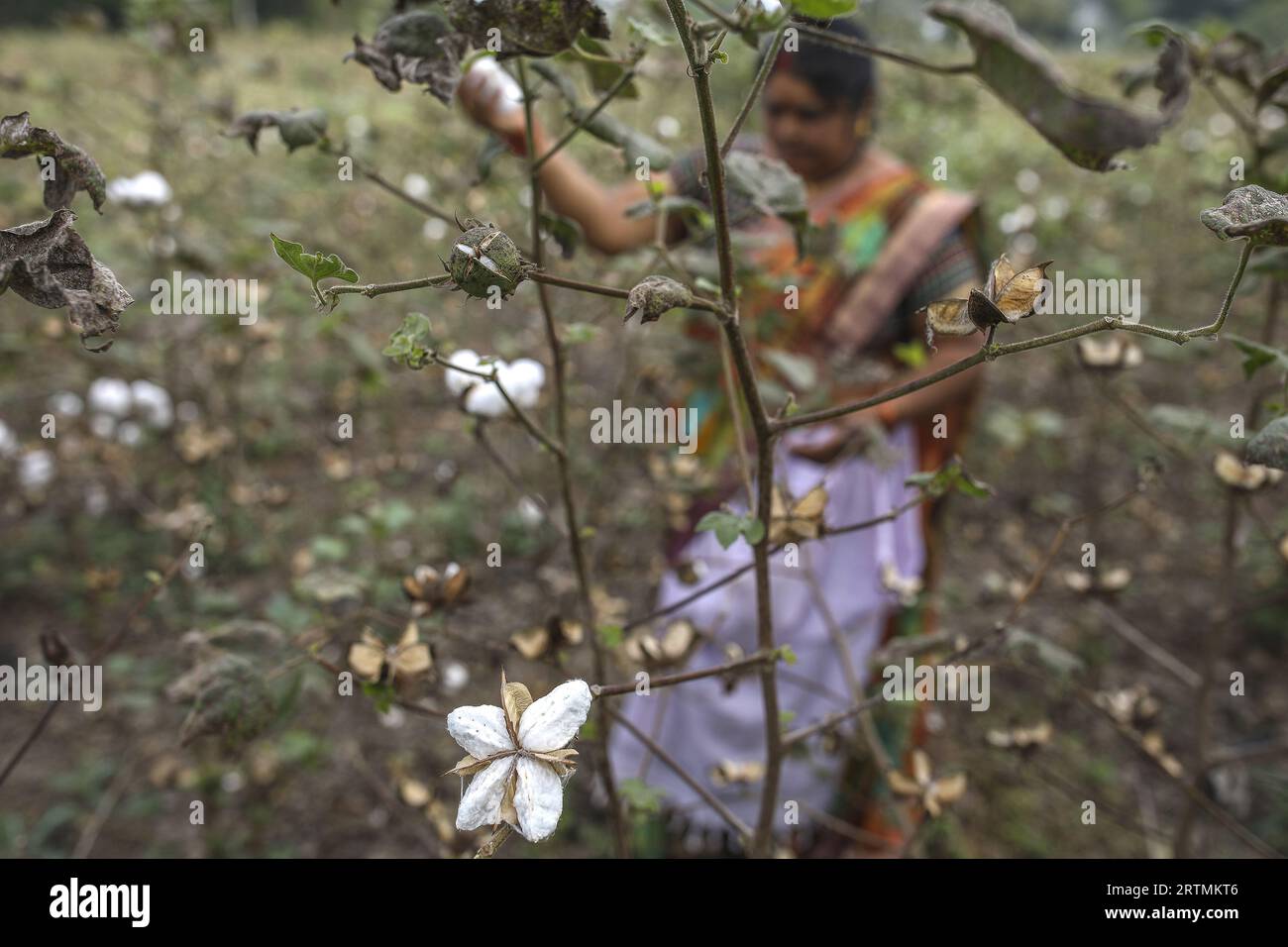 Woman picking cotton in Babra, Maharashtra, India Stock Photo