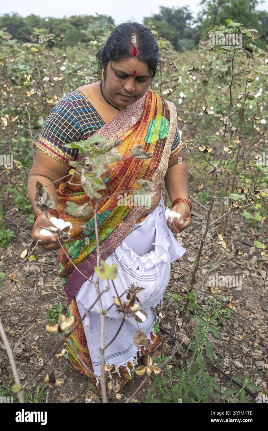 Woman picking cotton in Babra, Maharashtra, India Stock Photo