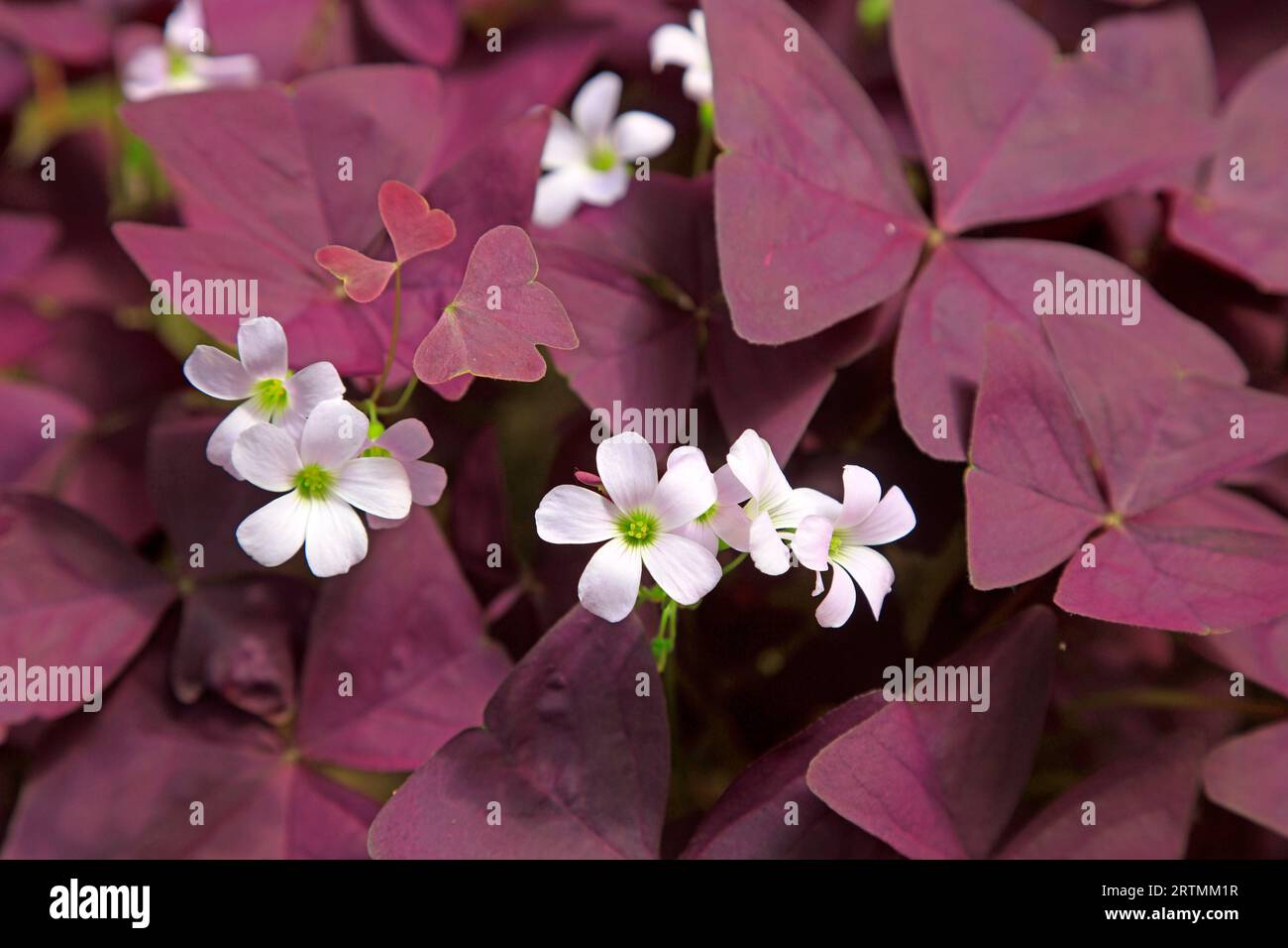 Purple Shamrock in the natural state Stock Photo